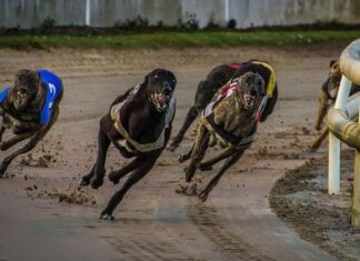 Greyhound fields, Mount Gambier, Sunday, 25 January