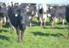 Report: Softer global dairy market