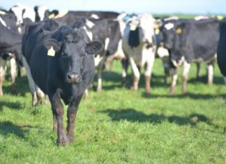 Report: Softer global dairy market