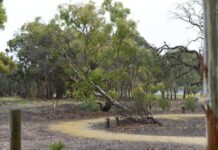 New member for Greenrise committee