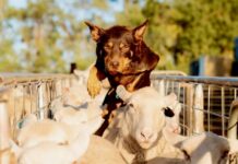 Padthaway WAB visit Muster Dogs home