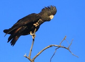 30th red-tailed black-cockatoo count