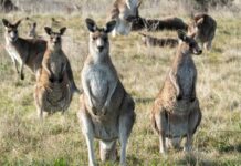 Kangaroos to be counted