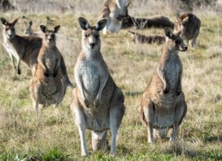 Kangaroos to be counted