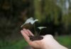 Bursary for Limestone Coast soil studies