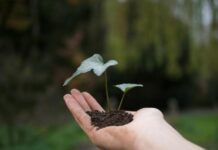 Bursary for Limestone Coast soil studies