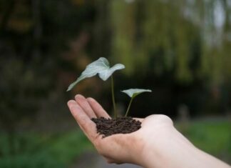 Bursary for Limestone Coast soil studies